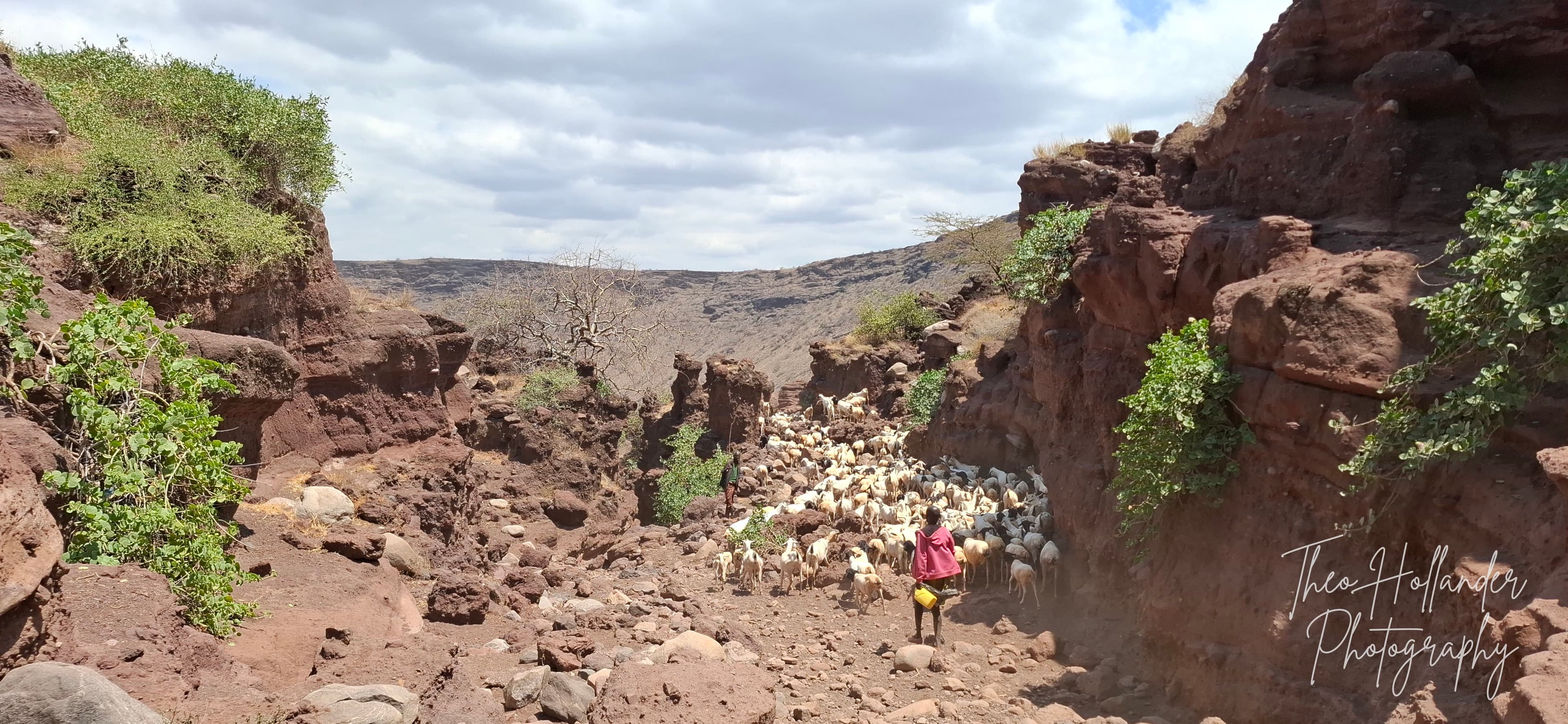 Wildflowers framing the walk through a rocky desert gorge