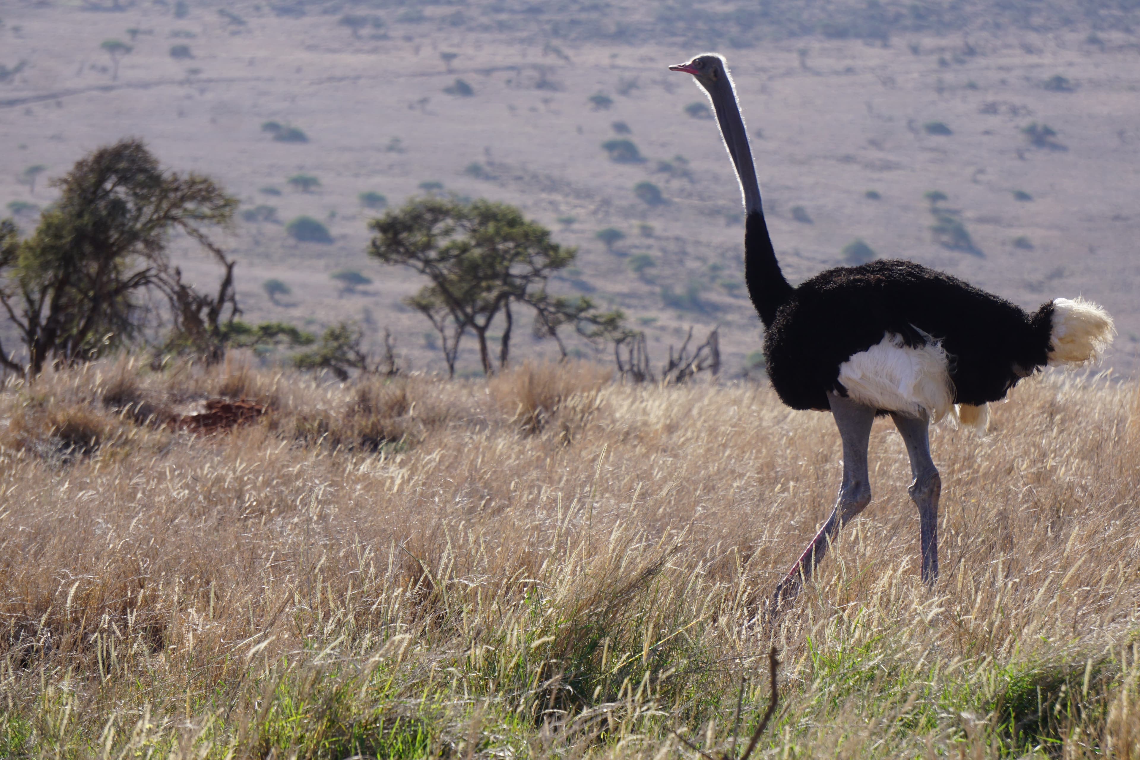 Northern Kenya wilderness — gallery image 13