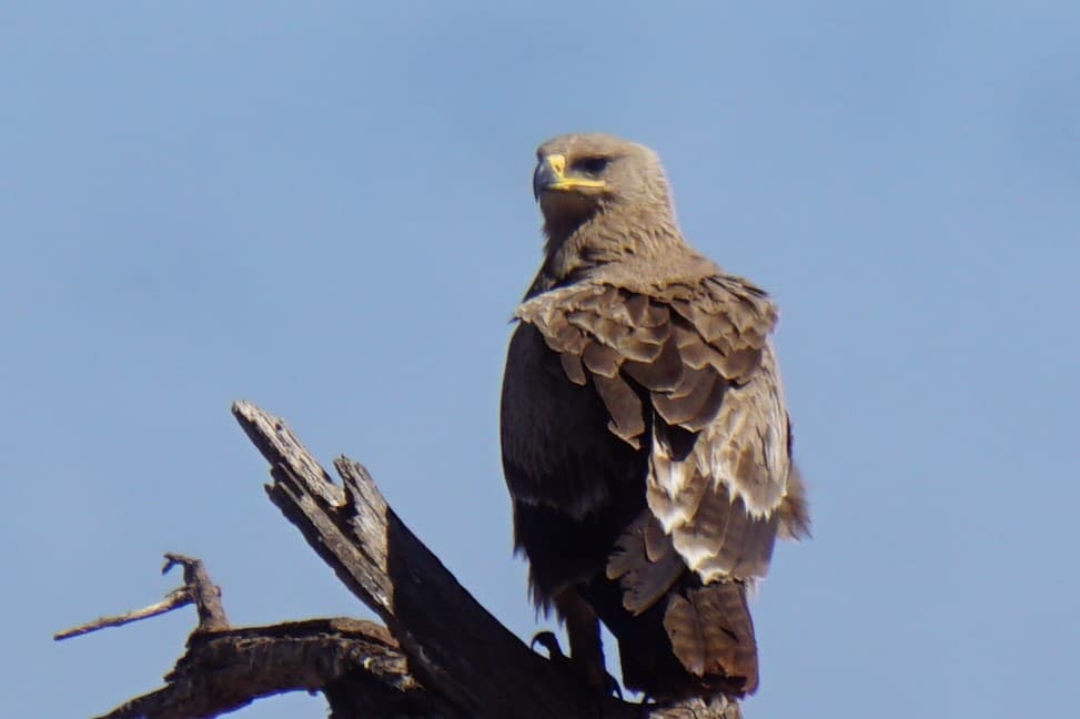 Northern Kenya wilderness — gallery image 9