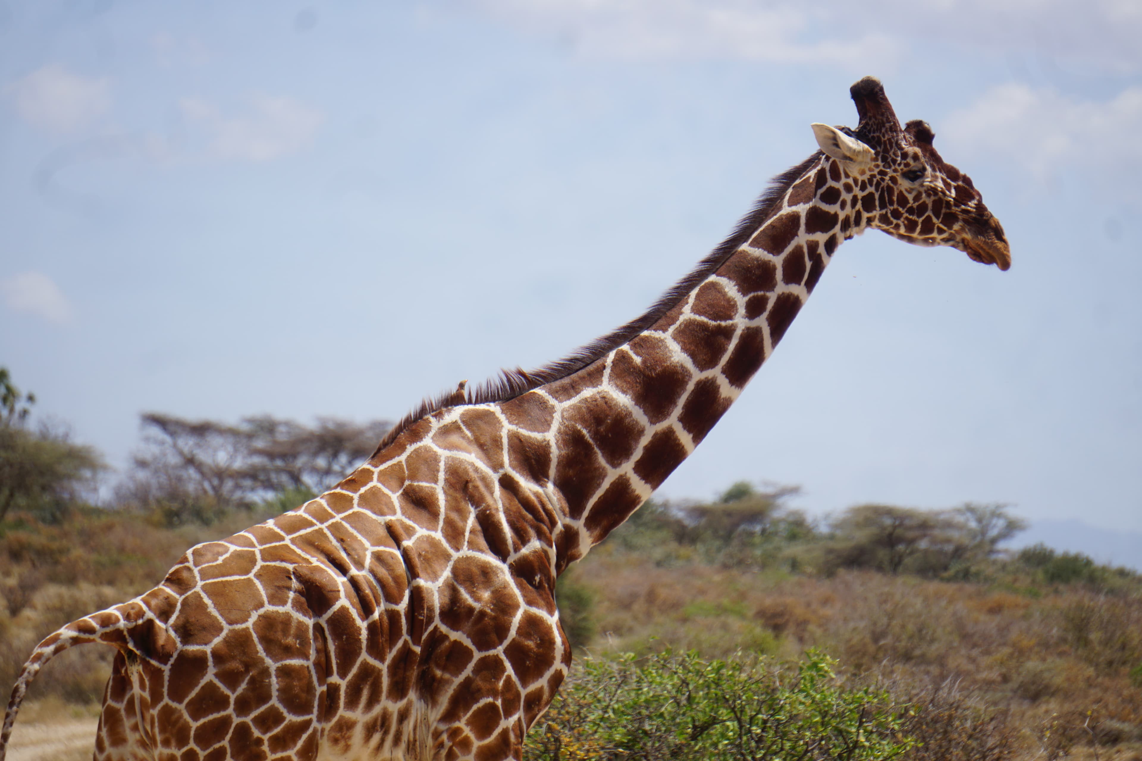 Northern Kenya wilderness — gallery image 8