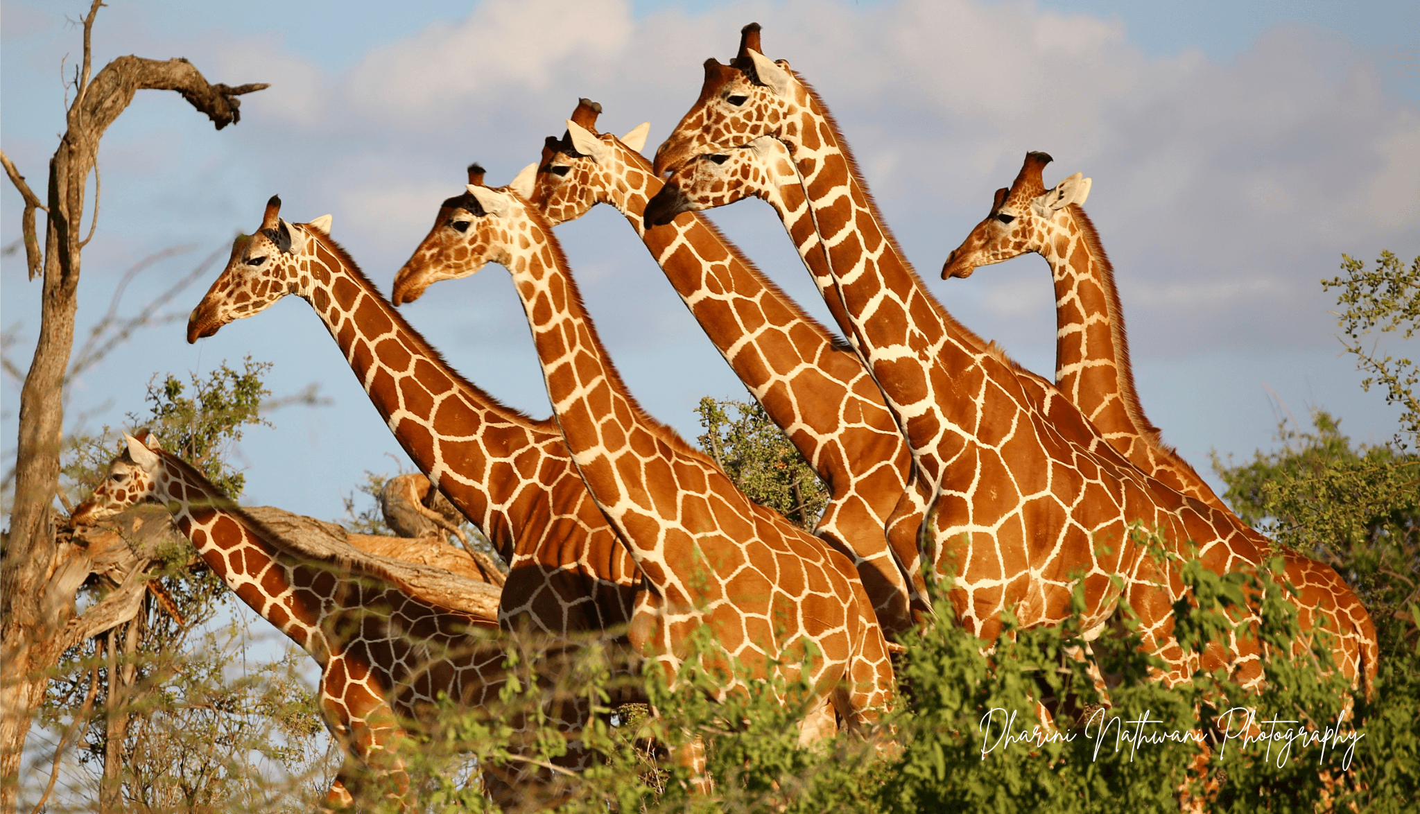 Northern Kenya wilderness — gallery image 4
